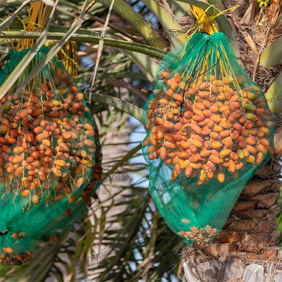 Dattelpalmenbeutel zu verkaufen
